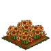 Sun Poppy 100