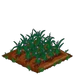 Long Onion 66