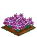 Lilac Daffy extra100