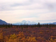 Denali1