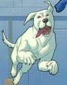 Krypto Clone