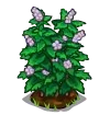 Peppermint Fruit-icon.png