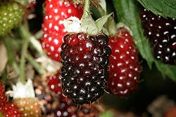 250px-Boysenberries