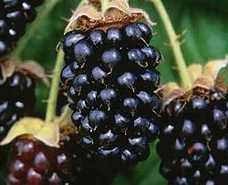 250px-Marionberries (2493507934)