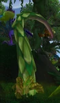 Strangle Vine