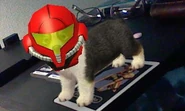 Nintendogs cats