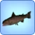 Rainbow Trout
