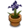 Iris-icon.png