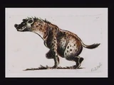 Concept hyena007