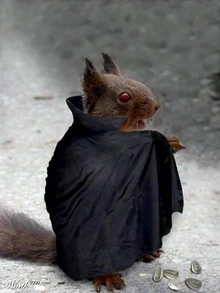 Vampire squirrel