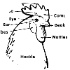 Anatomyicon.gif