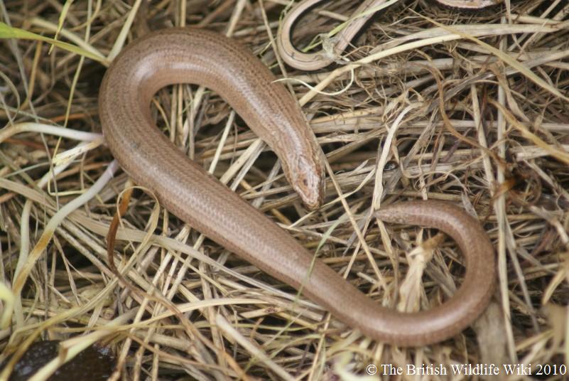 Slow Worm