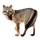 Item brazilianfox 01