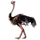 Item ostrich 01