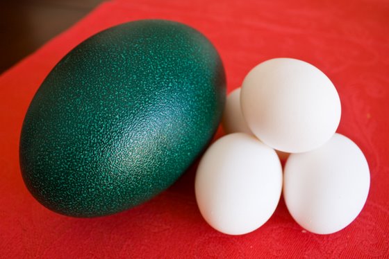 emu egg recipe