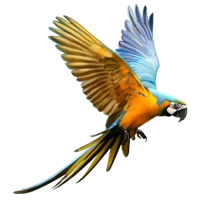 Huge item macaw 01