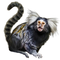 Huge item sagui 01
