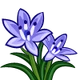 Spring Squill-icon
