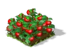 Tomato Fruit