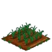 Barley 33