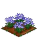 Spring Squill extra100