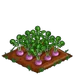 Turnip 100