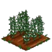 English Pea 66