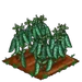 English Pea extra100