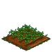Field Bean 33