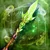 Heart of the Woods2