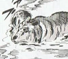 Habu swimming2