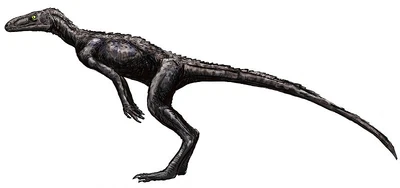 Marasuchus