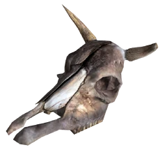 Brahmin Skull