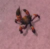Spineshell Pincer