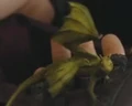 Vert Gallois miniature.jpg
