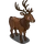 Red Deer
