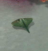 SandRay