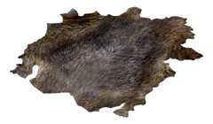 CoyoteHideProper