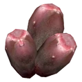 PricklyPearFruit2