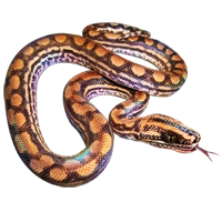 Huge item rainbowboa 01