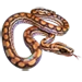 Item rainbowboa 01