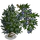 Juniper Tree-icon