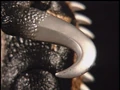 Episode05 Gigan02