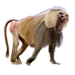Hamadryas Baboon