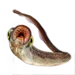 Item lampreyeel 01.png