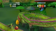 Frog Forest
