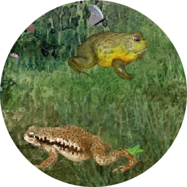 FrogMinutes-icon.png