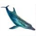 Item bottlenoseddolphin 01