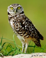 Burrowing.owl.c03.06.2006.JZ3F8972.c-700
