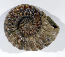 Asteroceras obtusum